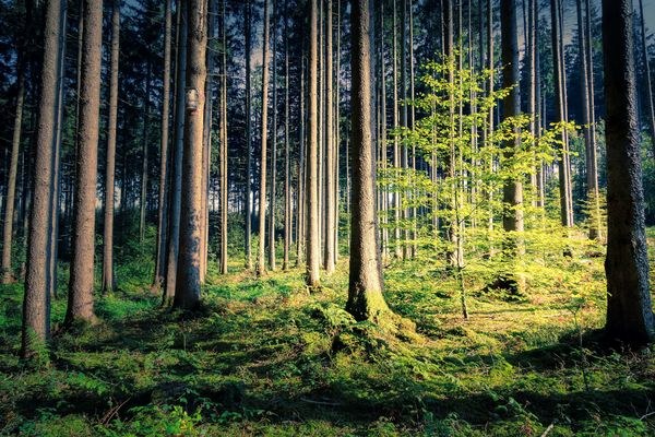 Viele Bäume in einem Wald